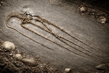 Záhadné fosilie z Číny přepisují dějiny života na Zemi