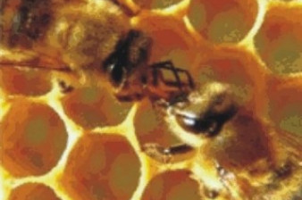 Botanická zahrada Liberec: Den botanických zahrad a oslava včel