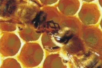 S podporou kraje bude i letos probíhat vyšetření včelích nákaz